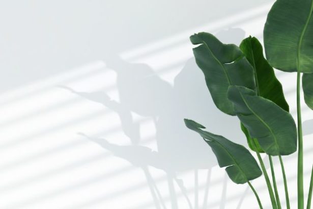 Pm Web Image